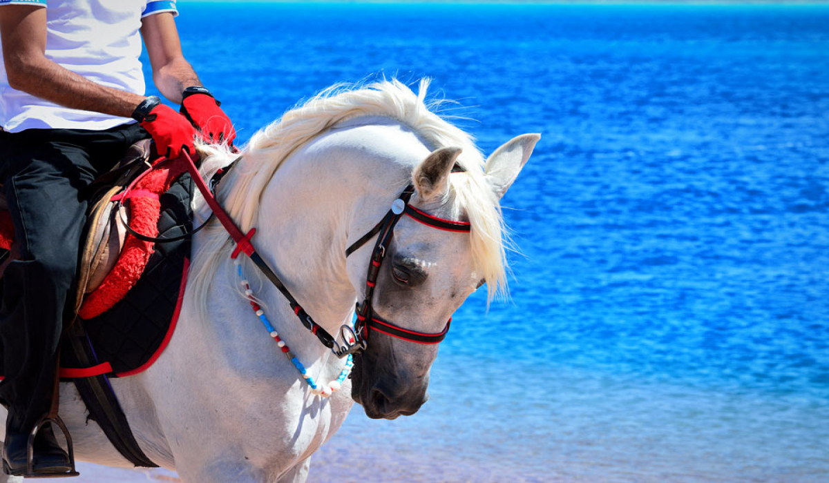 Paseo a Caballo